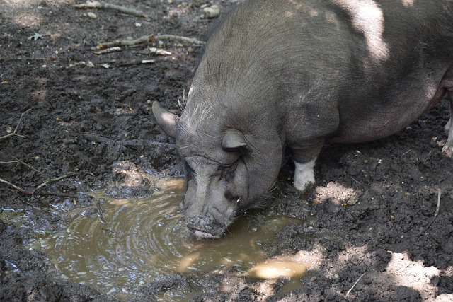 国家体育总 国家体育总