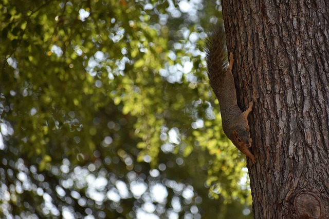 联合国近日 联合国近日
