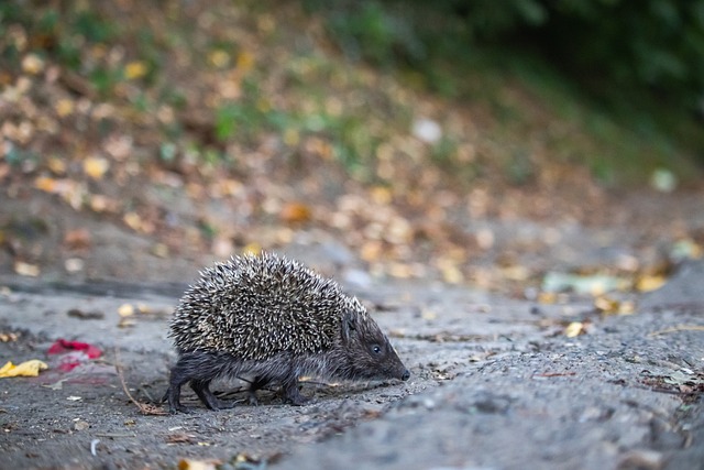 深圳隊主教練表示近期強調專註力 年輕球員的拼搏精神值得肯定.